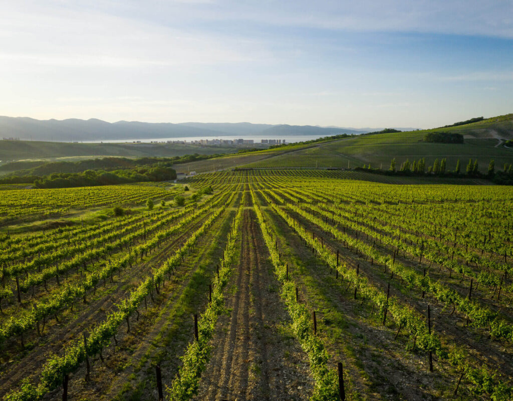 Виноградники Chateau Pinot Шато Пино Виноградники Chateau Pinot Шато Пино